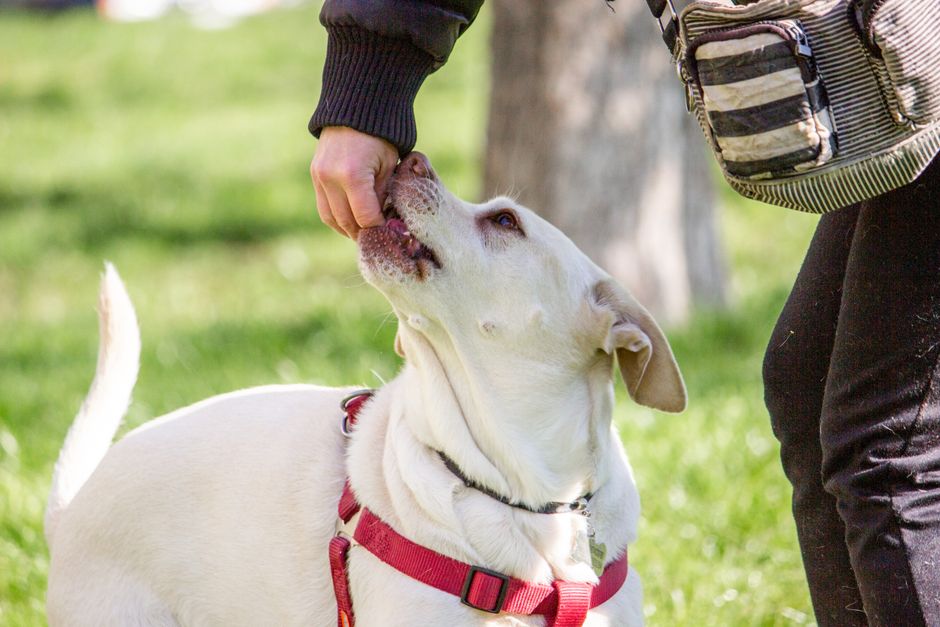 A Labrador Retriever receives a treat from its owner during outdoor training.